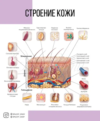 Зачем нужна кожа человеку? | Хочу всё знать! | Дзен