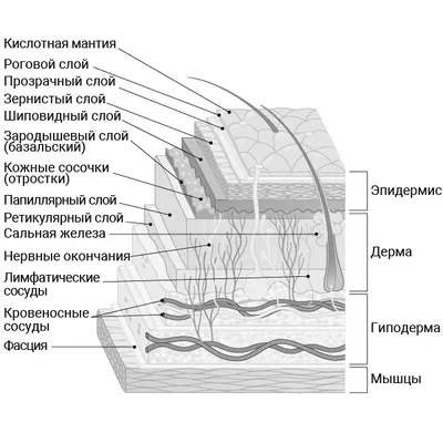 Строение кожи - iS CLINICAL®