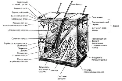 Из каких слоёв состоит кожа и каковы её функции? | Eucerin