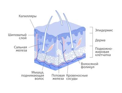 Зарисовка строения кожи - 30 фото