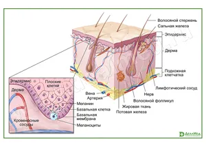 Анатомия и функции кожи | Здоровый и спортивный Блог | Дзен