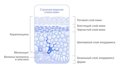 Кожа человека. Строение. Часть I