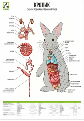 Плакат «Строение внутренних органов кролика»