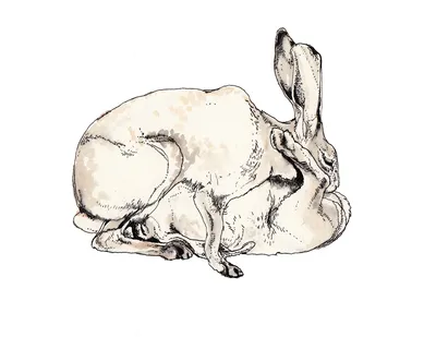Череп кролика рисунок - 59 фото