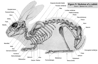 Скелет кролика рисунок - 71 фото