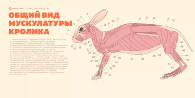 Анатомия кролика иллюстрация вектора. иллюстрации насчитывающей наука -  211696442