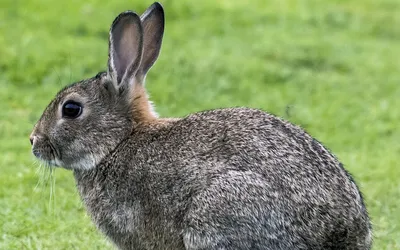 Зачем на тушке кролика оставляют меховые лапки? | ЗапахЖизни | Дзен