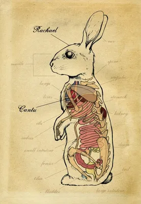 Строение скелета кролика