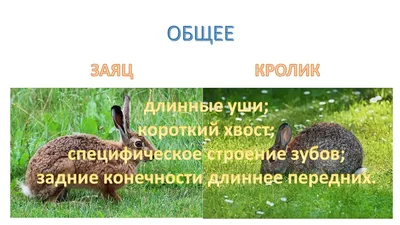 Отличие зайца от кролика. То о чем не знали Вы и Ваши дети. | Животные и  интересные факты о них! | Дзен