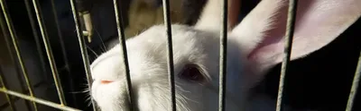 Окорочка кролика (замороженные) – Тимохино