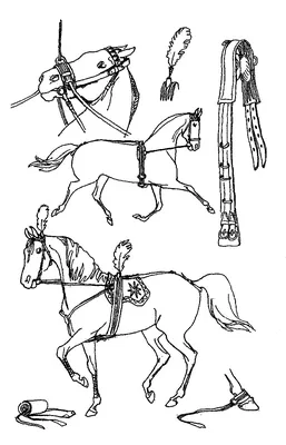 Строение лошади При рассмотрении внешнего строения лошади принимают во  внимание четыре основные части тела:.. | ВКонтакте