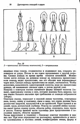 Седло для лошадей: виды седел, элементы, изготовление, фото