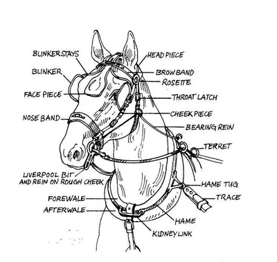 Анатомия лошади — схемы частей тела лошади. – 1xmatch