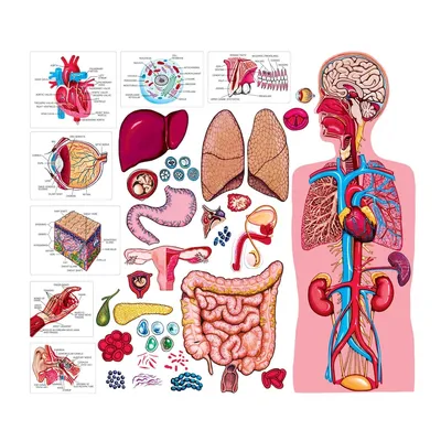 Органы человеческого тела внутренние Живот и легкие, почки и сердце, мозг и  печень Медицинское Infographics вектора анатомии Иллюстрация вектора -  иллюстрации насчитывающей кишечник, здорово: 132609653