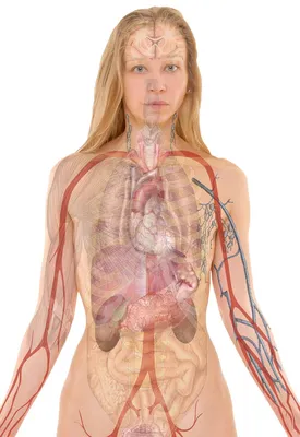 Картинки анатомия человека (69 фото)