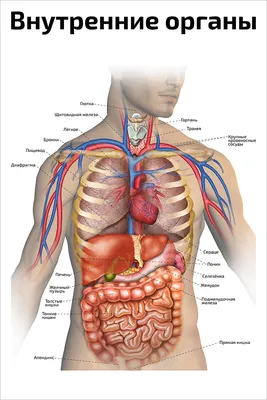 Пищеварительная система : нормальная анатомия | e-Anatomy