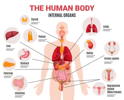 Внутренние органы человека PNG , Человеческая ткань, орган, Медицинское  лечение PNG картинки и пнг PSD рисунок для бесплатной загрузки