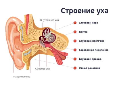 схема внутренних органов человеческого тела плоский инфографический плакат  с иконками изображения имена расположение и определения векторные  иллюстрации рисунок Шаблон для скачивания на Pngtree