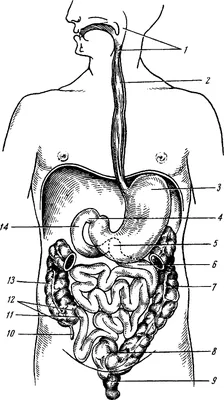 Пищеварительная система : нормальная анатомия | e-Anatomy