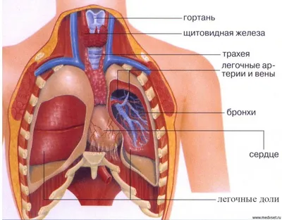 Картинки внутренности человека (43 фото) » Картинки, раскраски и трафареты  для всех - Klev.CLUB