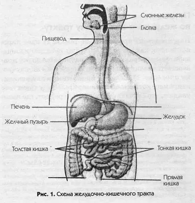 Строение желудка | Анатомия, Анатомия человека, Медицина