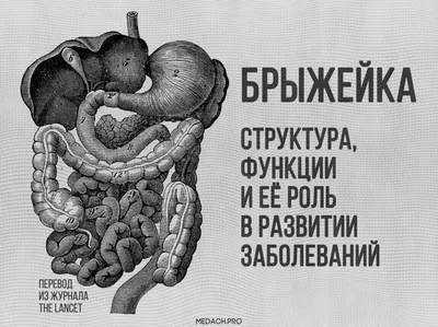 Пищеварительная система : нормальная анатомия | e-Anatomy