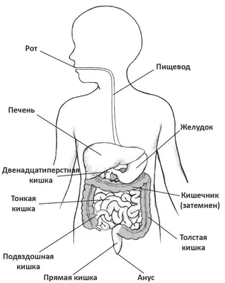 Анатомия тонкой кишки: Двенадцатиперстная кишка. Строение, стенки  двенадцатиперстной кишки