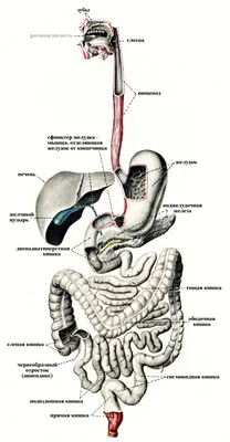 Анатомия желудочно-кишечного тракта (ЖКТ) | Meddoc