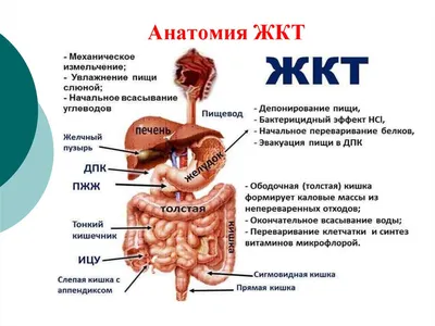 Кудласевич Анна - Сегодня поговорим про анатомические... | Facebook