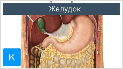 Картинки желудок человека (47 фото) » Картинки, раскраски и трафареты для  всех - Klev.CLUB