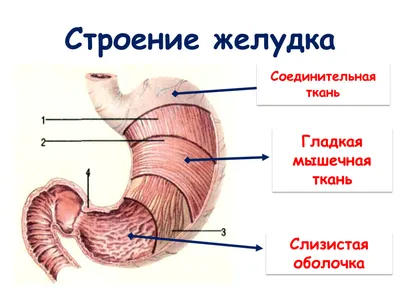 Анатомия человека печень (25 фото)