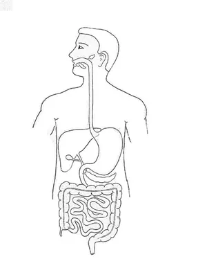 Анатомия : Кровоснабжение и иннервация желудка. Лифатические узлы и пути  лимфооттока от желудка