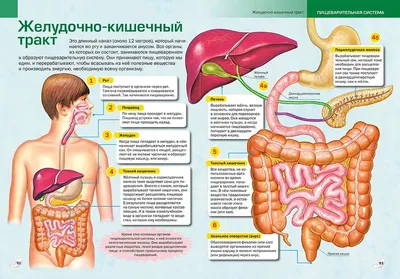 Пищеварительная система : нормальная анатомия | e-Anatomy