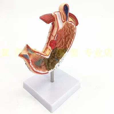 Ультразвуковая анатомия нормальной печени | Ветеринарная клиника доктора  Шубина