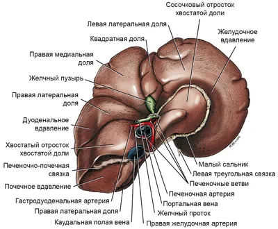 Опухоли тонкой кишки - Клиника 29