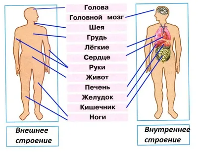 Картинки тело человека (50 фото) » Картинки, раскраски и трафареты для всех  - Klev.CLUB