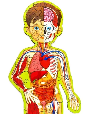 Анатомическая структура тела человека, женского тела Иллюстрация вектора -  иллюстрации насчитывающей рост, группы: 159609818