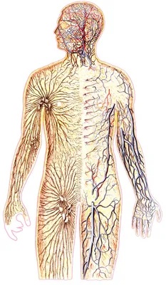 Картинка тело человека | Детские научные проекты, Лэпбук, Тело