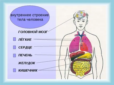 KoroBoom Фигурный пазл-головоломка \"Строение тела человека\", анатомия