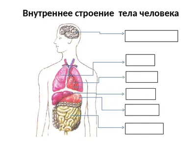 АНАТОМИЯ ЧЕЛОВЕКА | Энциклопедия Кругосвет