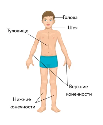 Физическая культура: Общее представление о строении тела человека, его  тканях, органах и физиологических системах