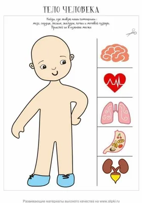 Медицинские ткани и органы человеческого тела Структура мышечной ткани  человека PNG , человеческий организм, Медицинская организация, орган PNG  картинки и пнг PSD рисунок для бесплатной загрузки