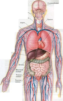Строение внутренних органов человека | Уроки биологии, Учащиеся медучилища,  Углубленное изучение биологии