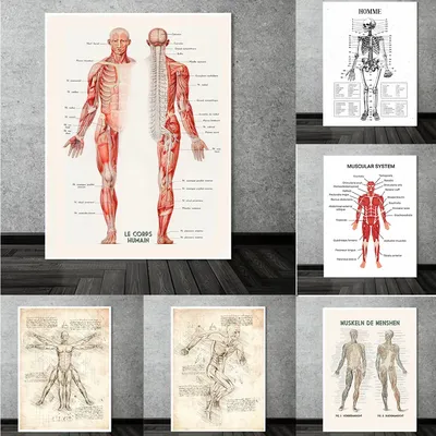 Дидактический плакат «Тело человека» купить в интернет-магазине в Москве