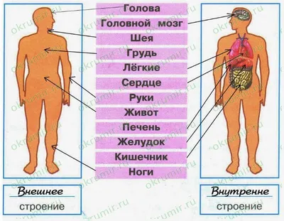 Структура человеческого тела PNG , человеческий клипарт, Структура  человеческого тела PNG , Человеческое тело PNG картинки и пнг PSD рисунок  для бесплатной загрузки