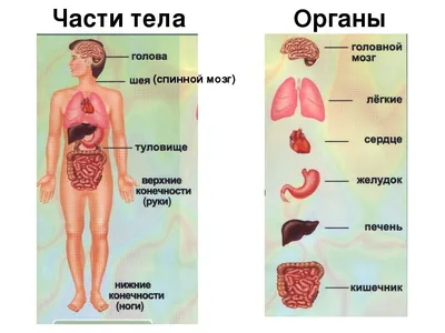 Название частей тела человека (2). | Уроки биологии, Анатомия йоги, Тело