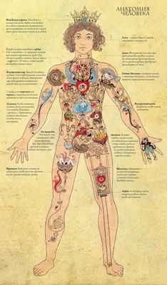 Обучающий плакат \"Строение тела человека\", А2, 44х60 см, Картон - купить с  доставкой по выгодным ценам в интернет-магазине OZON (269112971)
