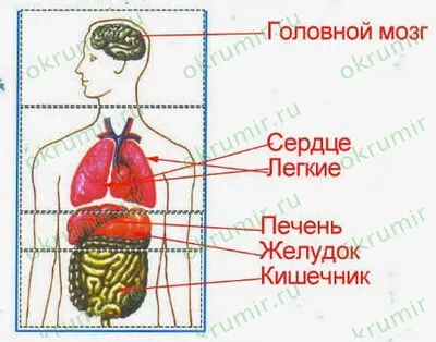 Желудок человека — Википедия