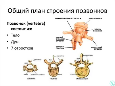 Мышечная структура человеческого тела, настенная живопись на холсте, ретро  анатомия, медицинский принт, постеры, образовательная картина, украшение  для кабинета – лучшие товары в онлайн-магазине Джум Гик