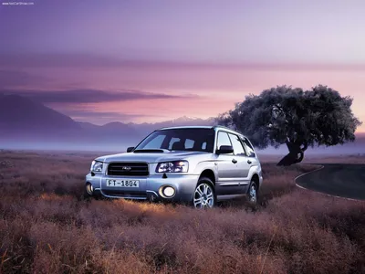 Subaru Forester На Примитивной Национальной Лесной Дороге — стоковые  фотографии и другие картинки 4х4 - iStock